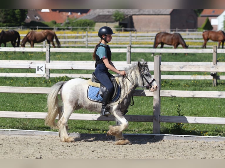 Gypsy Horse Mare 4 years 11,1 hh Pinto in Bogaarden