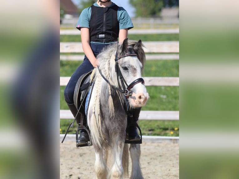 Gypsy Horse Mare 4 years 11,1 hh Pinto in Bogaarden