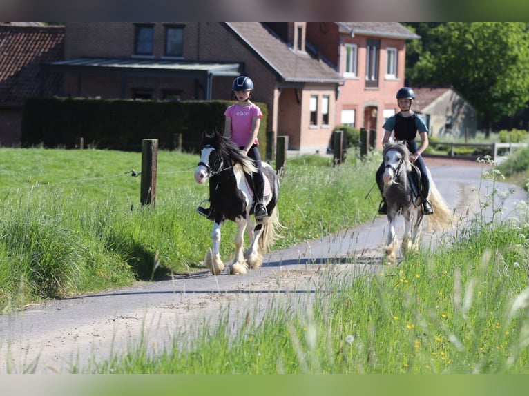Gypsy Horse Mare 4 years 11,1 hh Pinto in Bogaarden