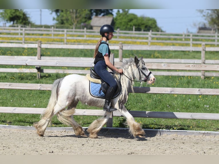 Gypsy Horse Mare 4 years 11,1 hh Pinto in Bogaarden