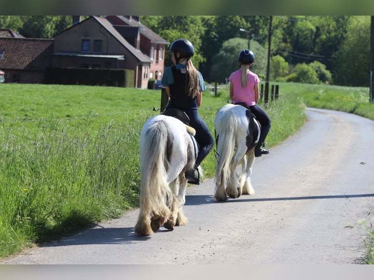 Gypsy Horse Mare 4 years 11,1 hh Pinto in Bogaarden