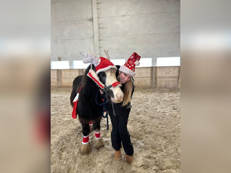 Gypsy Horse Mare 4 years 12,1 hh Black in Bogaarden