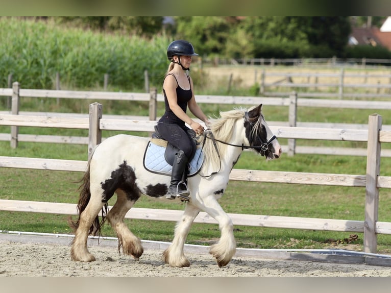 Gypsy Horse Mare 4 years 12,1 hh Pinto in Bogaarden