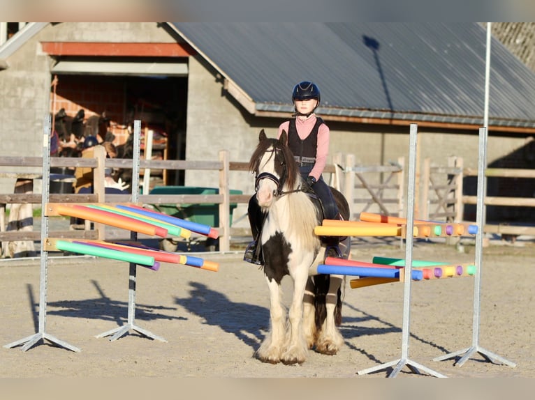 Gypsy Horse Mare 4 years 12,1 hh Pinto in Heikruis