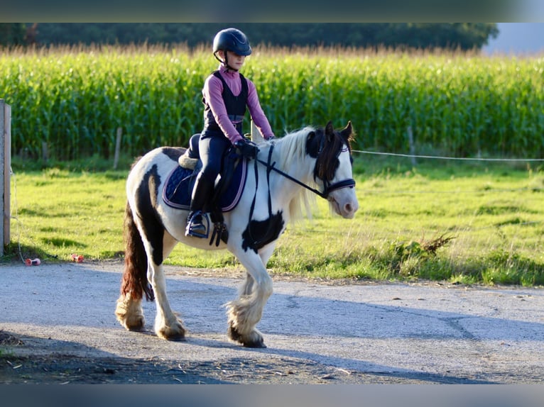 Gypsy Horse Mare 4 years 12,1 hh Pinto in Heikruis