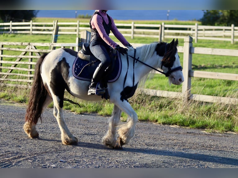 Gypsy Horse Mare 4 years 12,1 hh Pinto in Heikruis