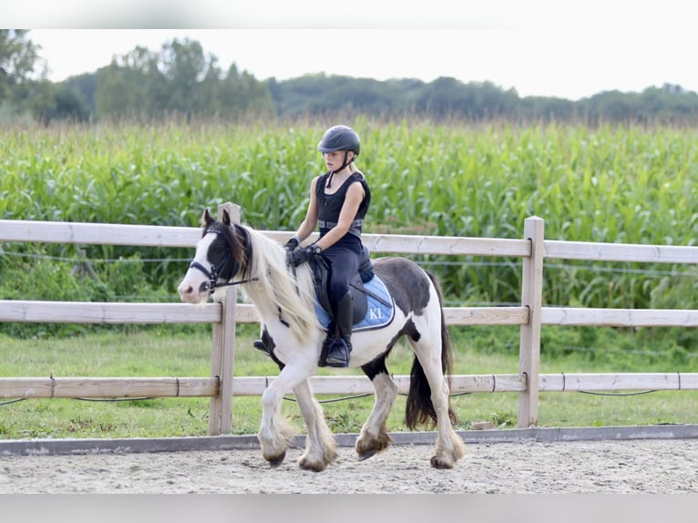 Gypsy Horse Mare 4 years 12,1 hh Pinto in Heikruis