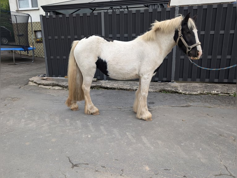 Gypsy Horse Mare 4 years 12,1 hh Pinto in Morsbach