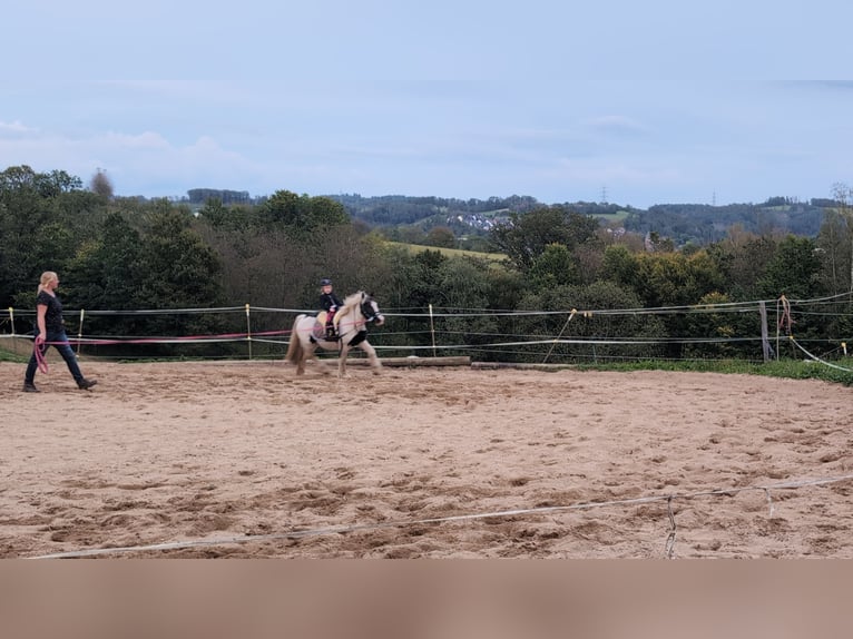 Gypsy Horse Mare 4 years 12,1 hh Pinto in Morsbach