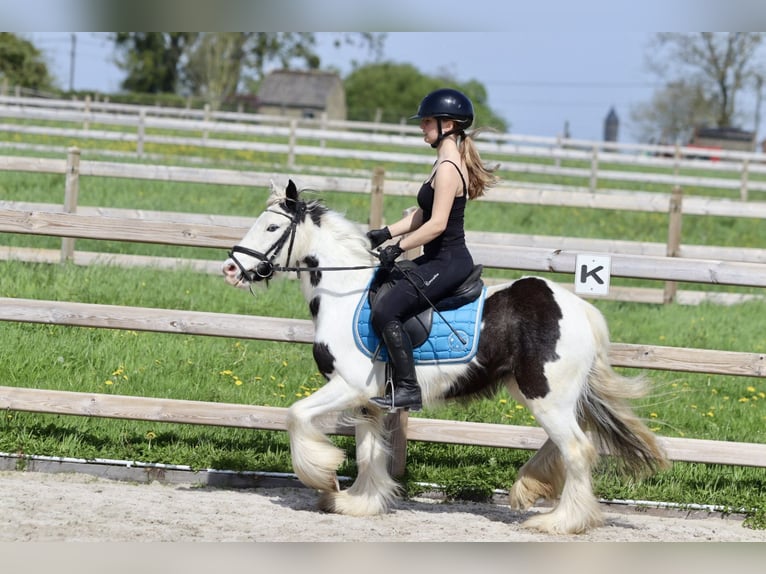Gypsy Horse Mare 4 years 12,2 hh Pinto in Bogaarden