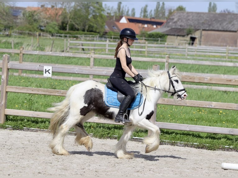 Gypsy Horse Mare 4 years 12,2 hh Pinto in Bogaarden