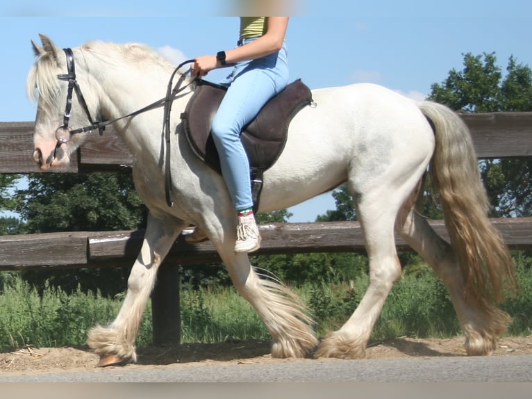 Gypsy Horse Mare 4 years 12,2 hh Pinto in Lathen