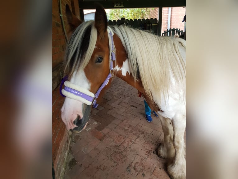 Gypsy Horse Mix Mare 4 years 12,2 hh Pinto in Neustadt am Rübenberge