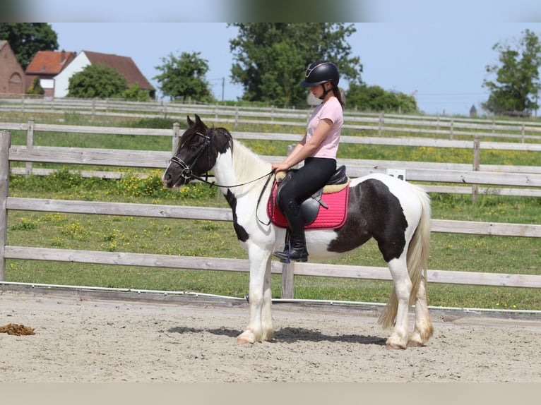 Gypsy Horse Mare 4 years 12.3 hh Pinto in Pepingen