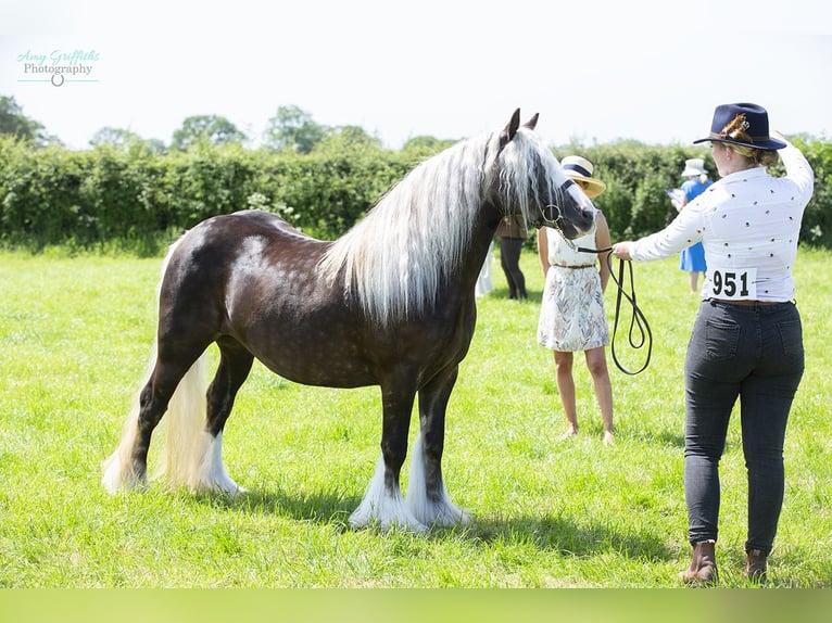 Gypsy Horse Mare 4 years 12 hh Dun in Lancashire