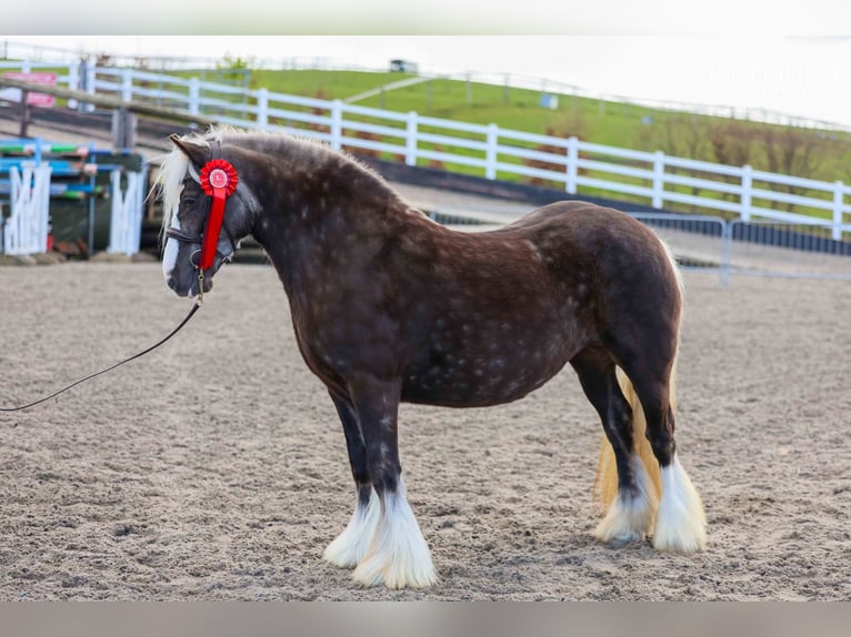 Gypsy Horse Mare 4 years 12 hh Dun in Lancashire