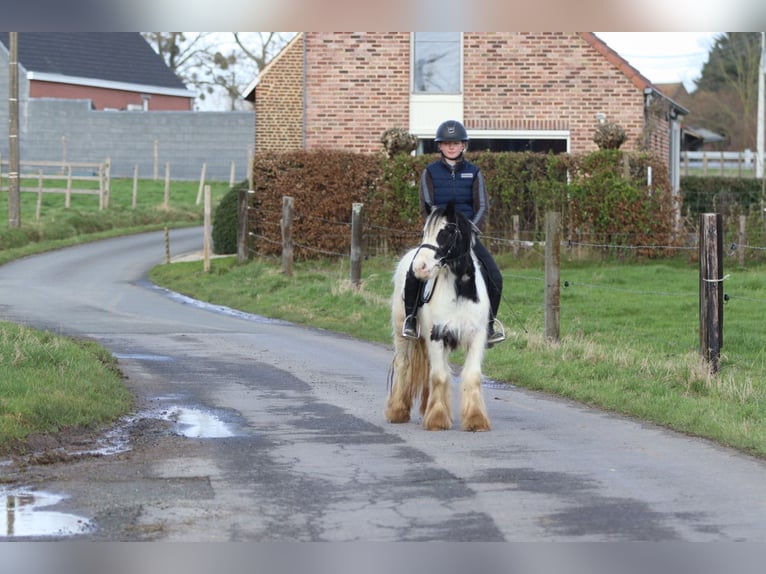 Gypsy Horse Mare 4 years 12 hh Pinto in Pepingen