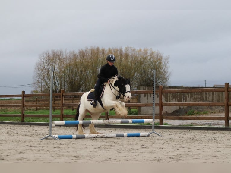 Gypsy Horse Mare 4 years 12,1 hh Pinto in Bogaarden