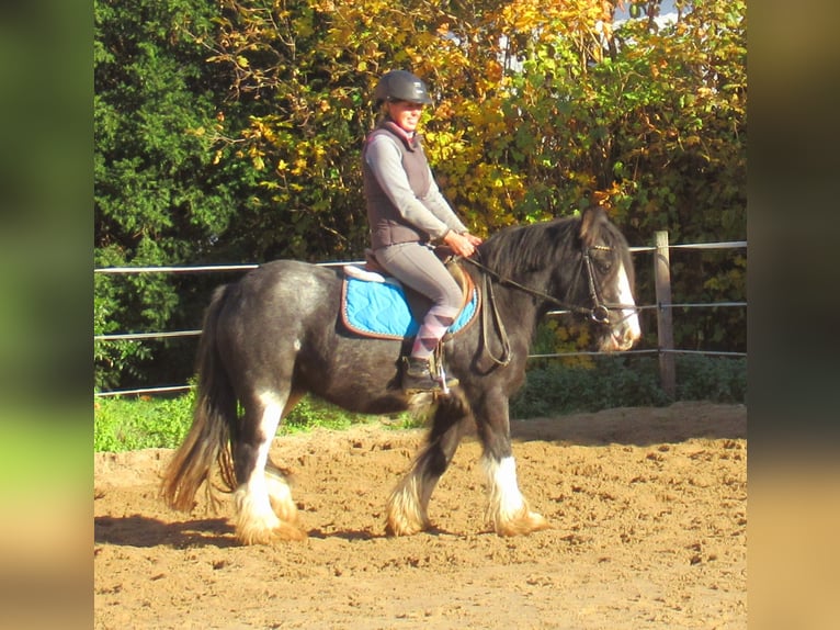 Gypsy Horse Mare 4 years 12,2 hh Black in Velpke
