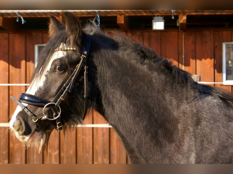 Gypsy Horse Mare 4 years 12,2 hh Black in Velpke