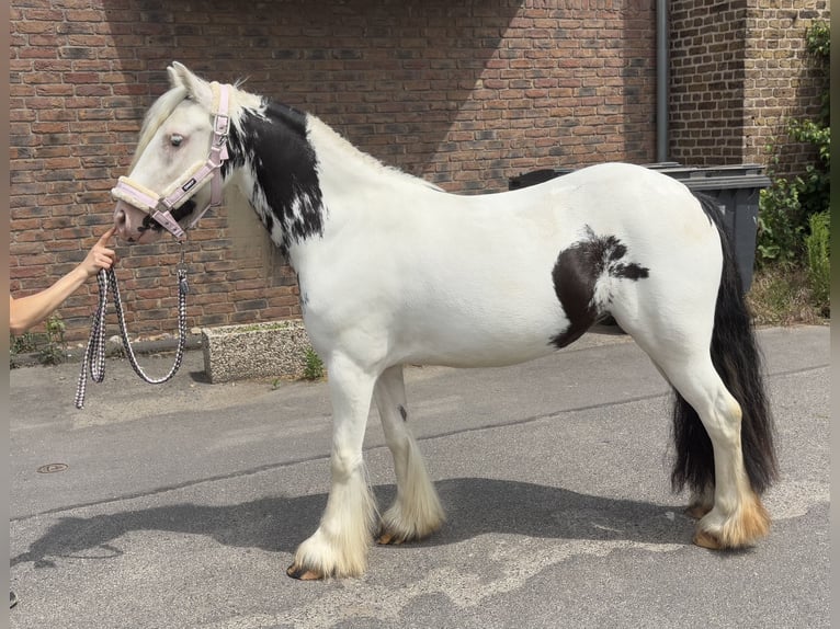 Gypsy Horse Mare 4 years 12,2 hh in Niederkassel