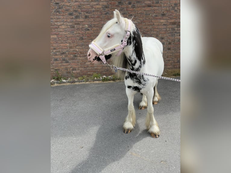 Gypsy Horse Mare 4 years 12,2 hh in Niederkassel