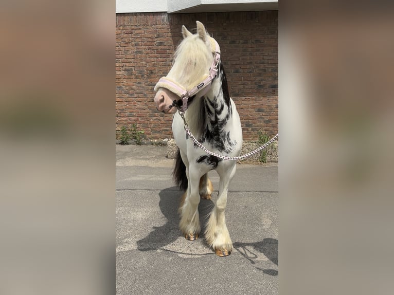 Gypsy Horse Mare 4 years 12,2 hh in Niederkassel
