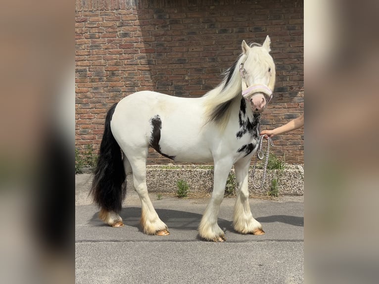 Gypsy Horse Mare 4 years 12,2 hh in Niederkassel