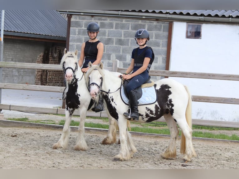 Gypsy Horse Mare 4 years 12,2 hh Pinto in Bogaarden