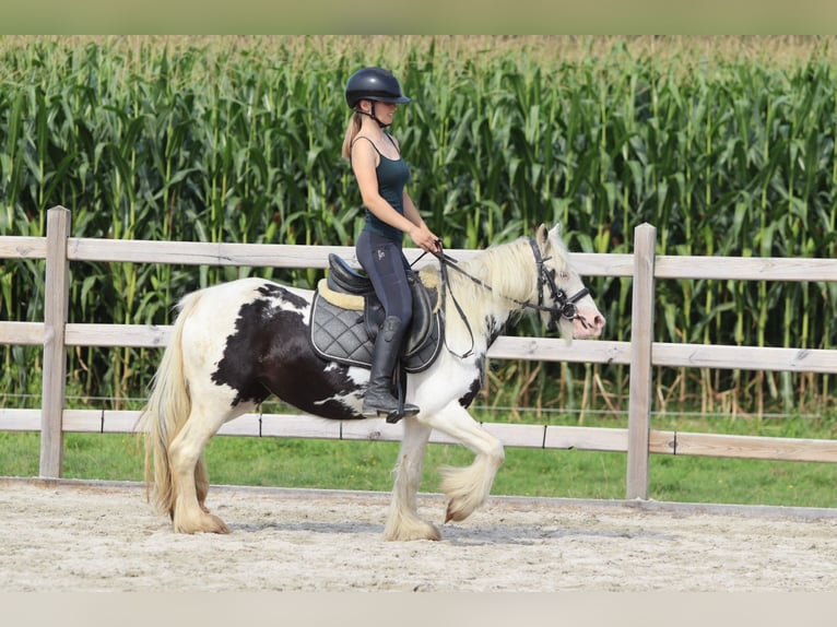 Gypsy Horse Mare 4 years 12,2 hh Pinto in Bogaarden