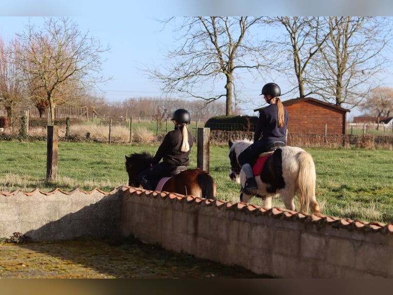 Gypsy Horse Mare 4 years 12,2 hh Pinto in Bogaarden