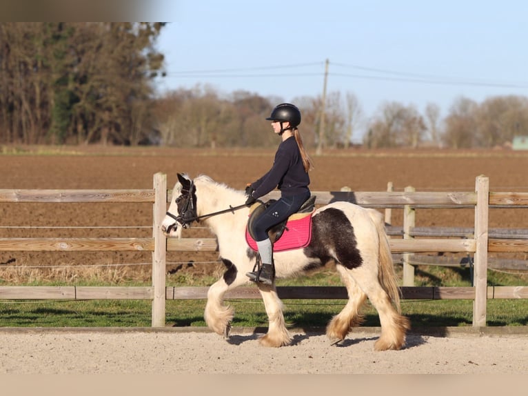 Gypsy Horse Mare 4 years 12,2 hh Pinto in Bogaarden