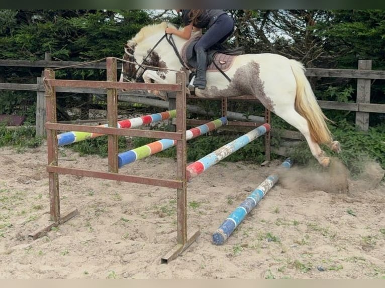 Gypsy Horse Mare 4 years 12,3 hh Pinto in Velpke
