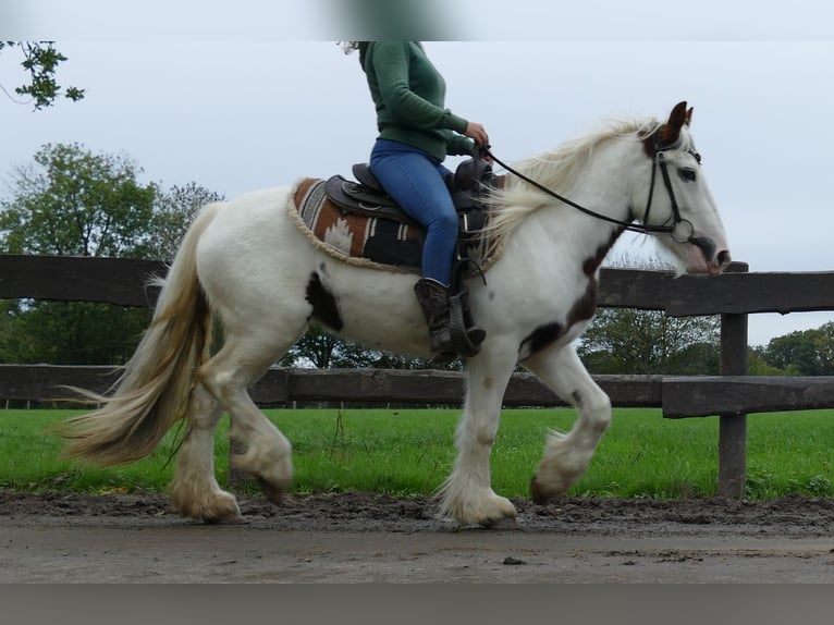 Gypsy Horse Mare 4 years 13,1 hh Pinto in Lathen
