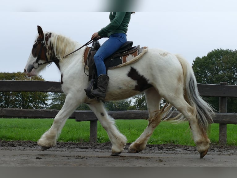 Gypsy Horse Mare 4 years 13,1 hh Pinto in Lathen