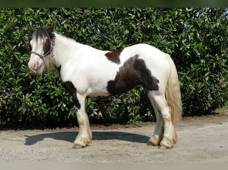 Gypsy Horse Mare 4 years 13,1 hh Pinto in Lathen