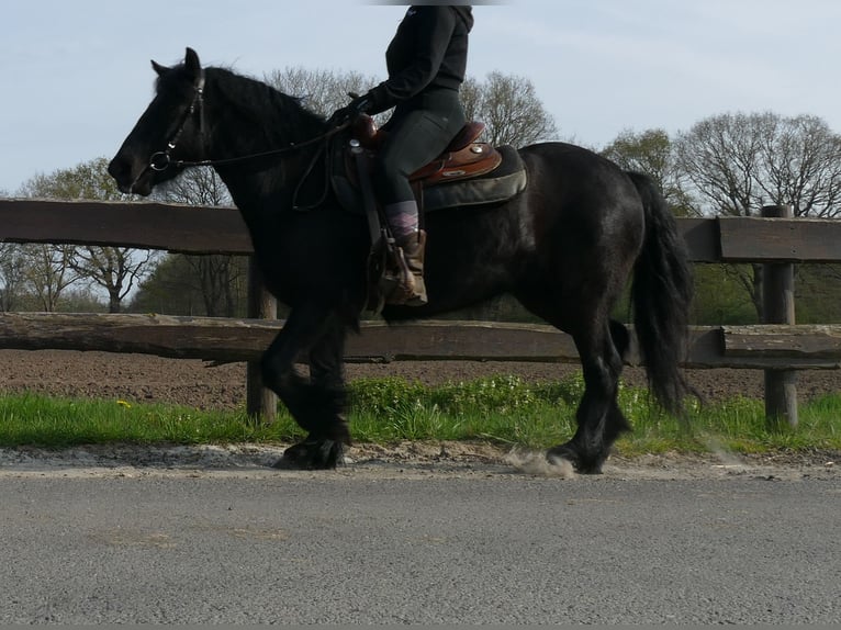 Gypsy Horse Mare 4 years 13.2 hh Black in Lathen