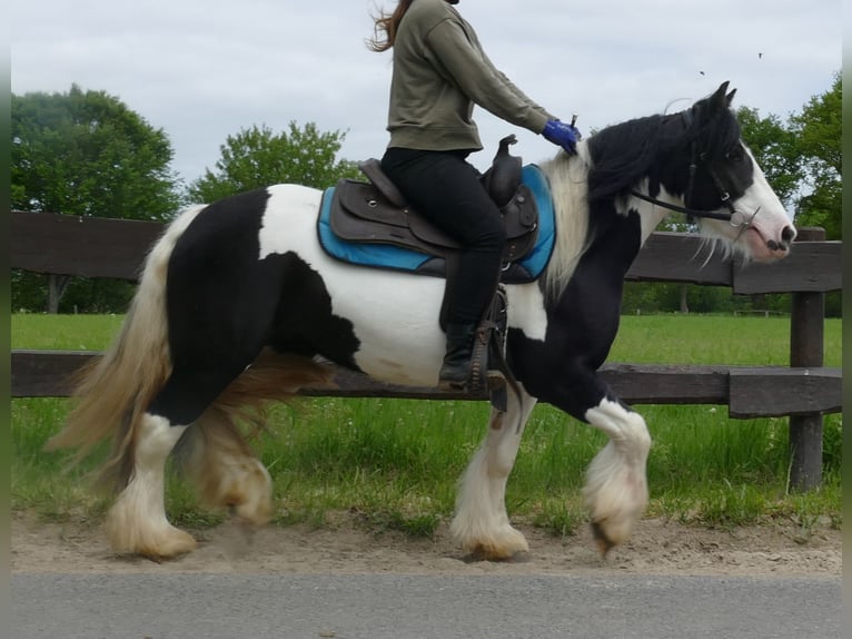 Gypsy Horse Mare 4 years 13,2 hh Pinto in Lathen