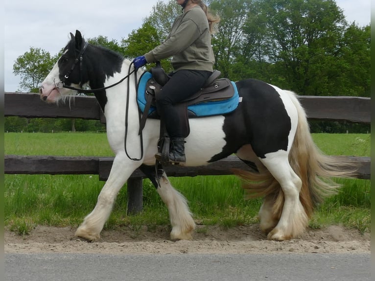 Gypsy Horse Mare 4 years 13,2 hh Pinto in Lathen