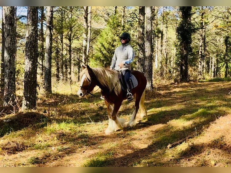 Gypsy Horse Mare 4 years 13.3 hh Chestnut in Johnston