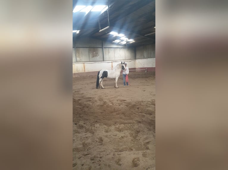 Gypsy Horse Mare 4 years 13.3 hh Pinto in Tornesch