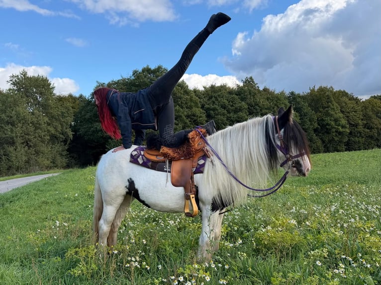 Gypsy Horse Mare 4 years 13.3 hh Pinto in Linkenbach