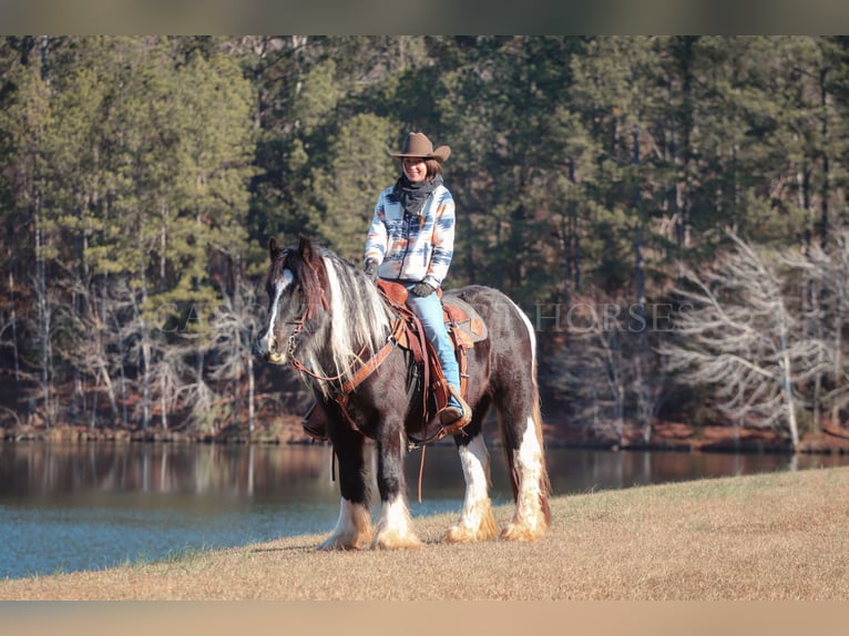 Gypsy Horse Mare 4 years 13,3 hh Pinto in Clover