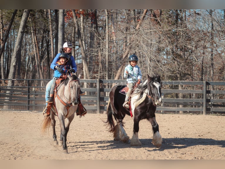 Gypsy Horse Mare 4 years 13,3 hh Pinto in Clover