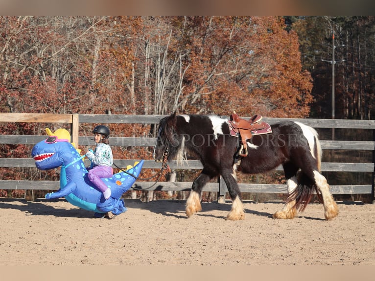 Gypsy Horse Mare 4 years 13,3 hh Pinto in Clover