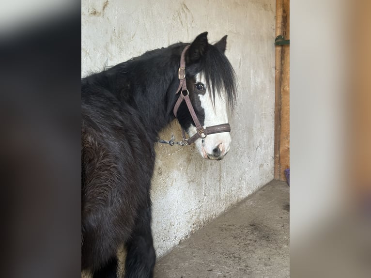 Gypsy Horse Mare 4 years 13,3 hh White in IssumIssum