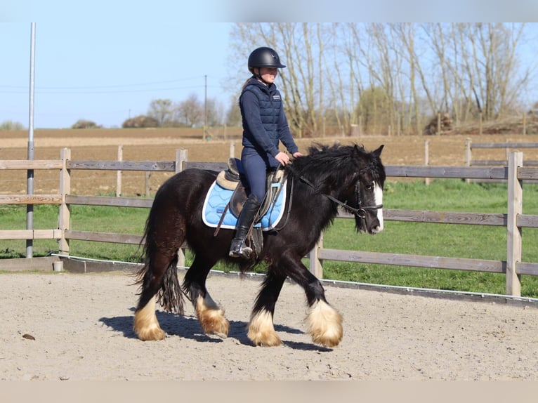Gypsy Horse Mare 4 years 13 hh Black in Pepingen