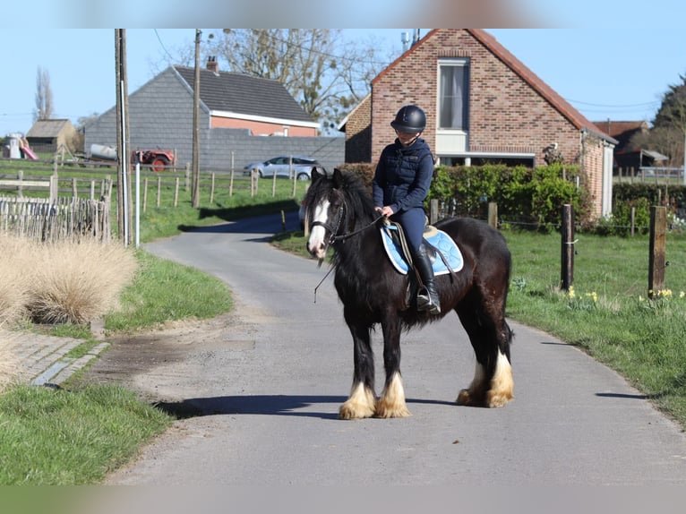 Gypsy Horse Mare 4 years 13 hh Black in Pepingen