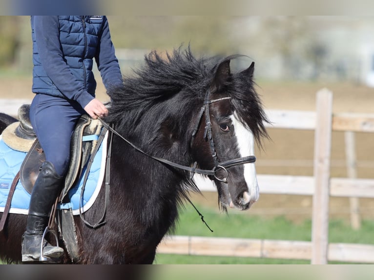 Gypsy Horse Mare 4 years 13 hh Black in Pepingen