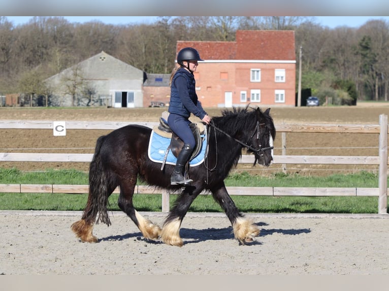 Gypsy Horse Mare 4 years 13 hh Black in Pepingen
